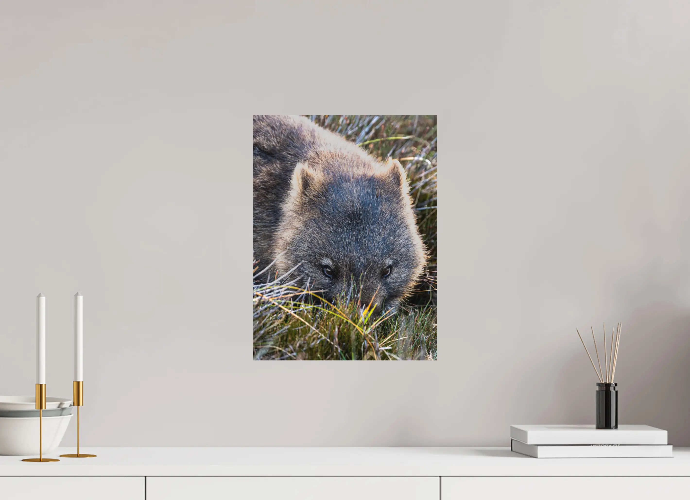 Fine art print “Conscious” featuring a close up of a wombat’s face grazing in soft morning light in Tasmania’s alpine grasslands, displayed on aluminium dibond in a modern living room setting.