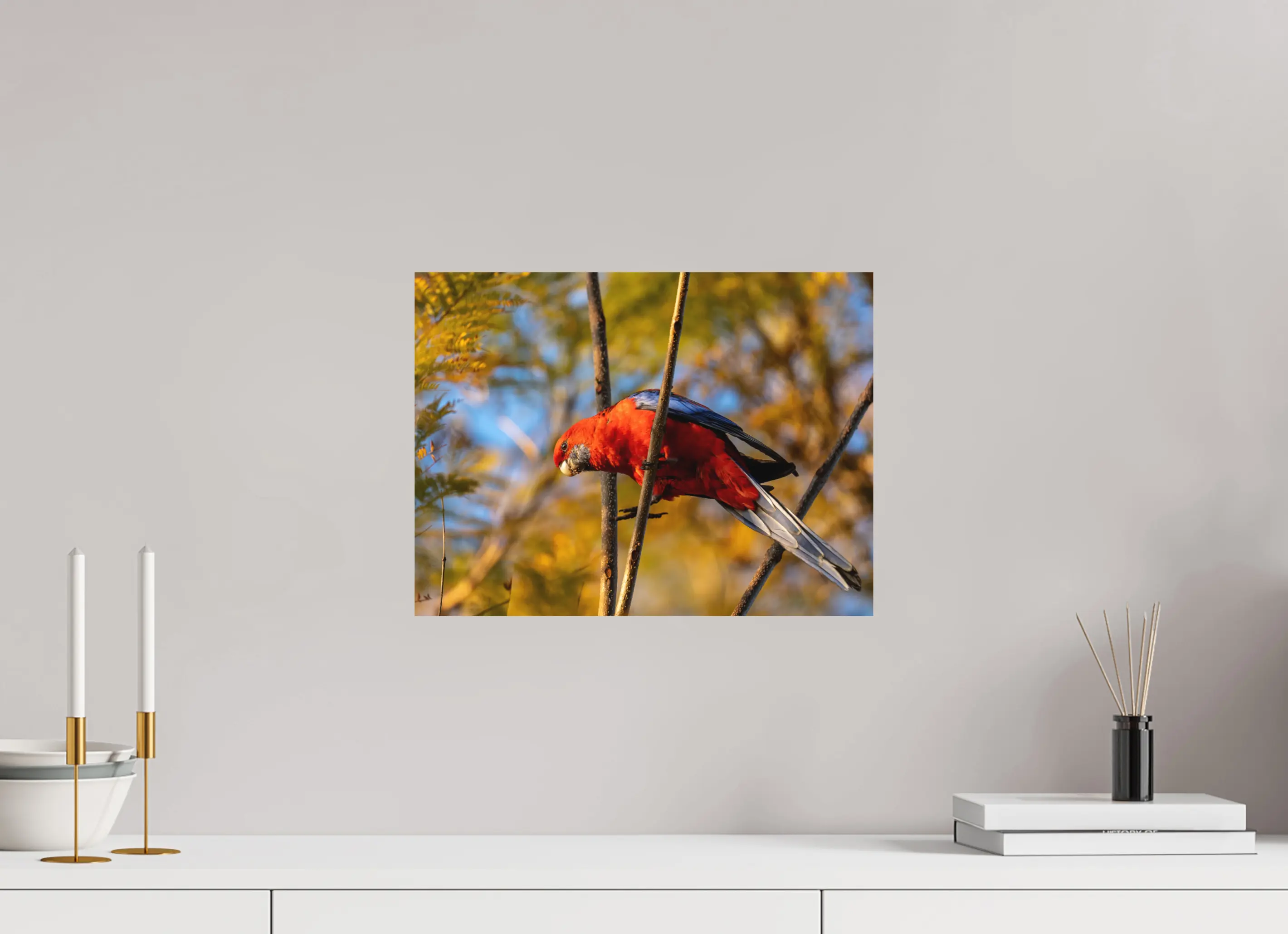 Fine art print “Fire Among the Branches” featuring a crimson rosella perched on a tree branch in Australia glowing red against soft golden foliage, displayed on aluminium dibond in a modern living room setting.