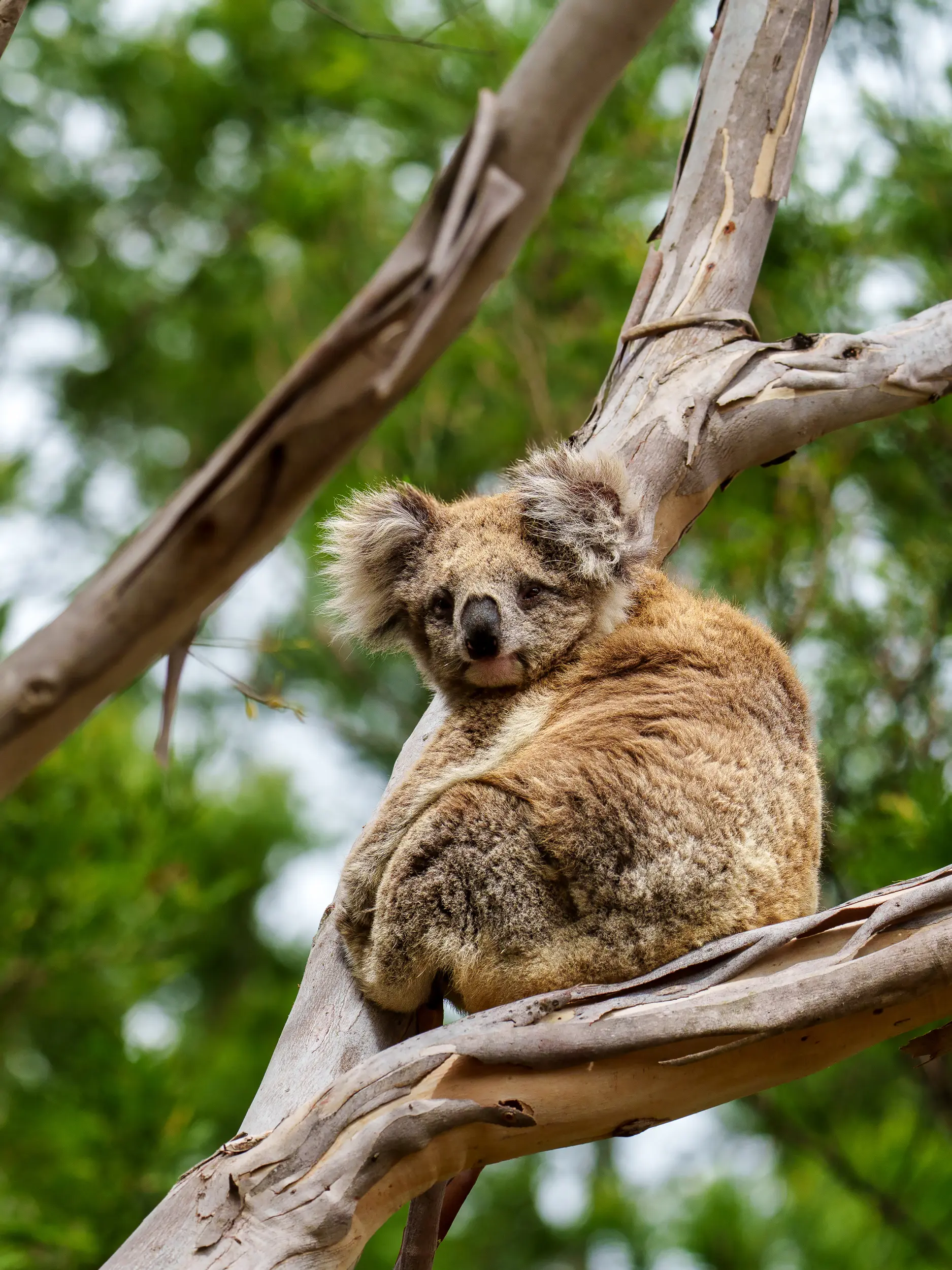 Koala resting curled up in the branches of a eucalyptus tree surrounded by soft green foliage.