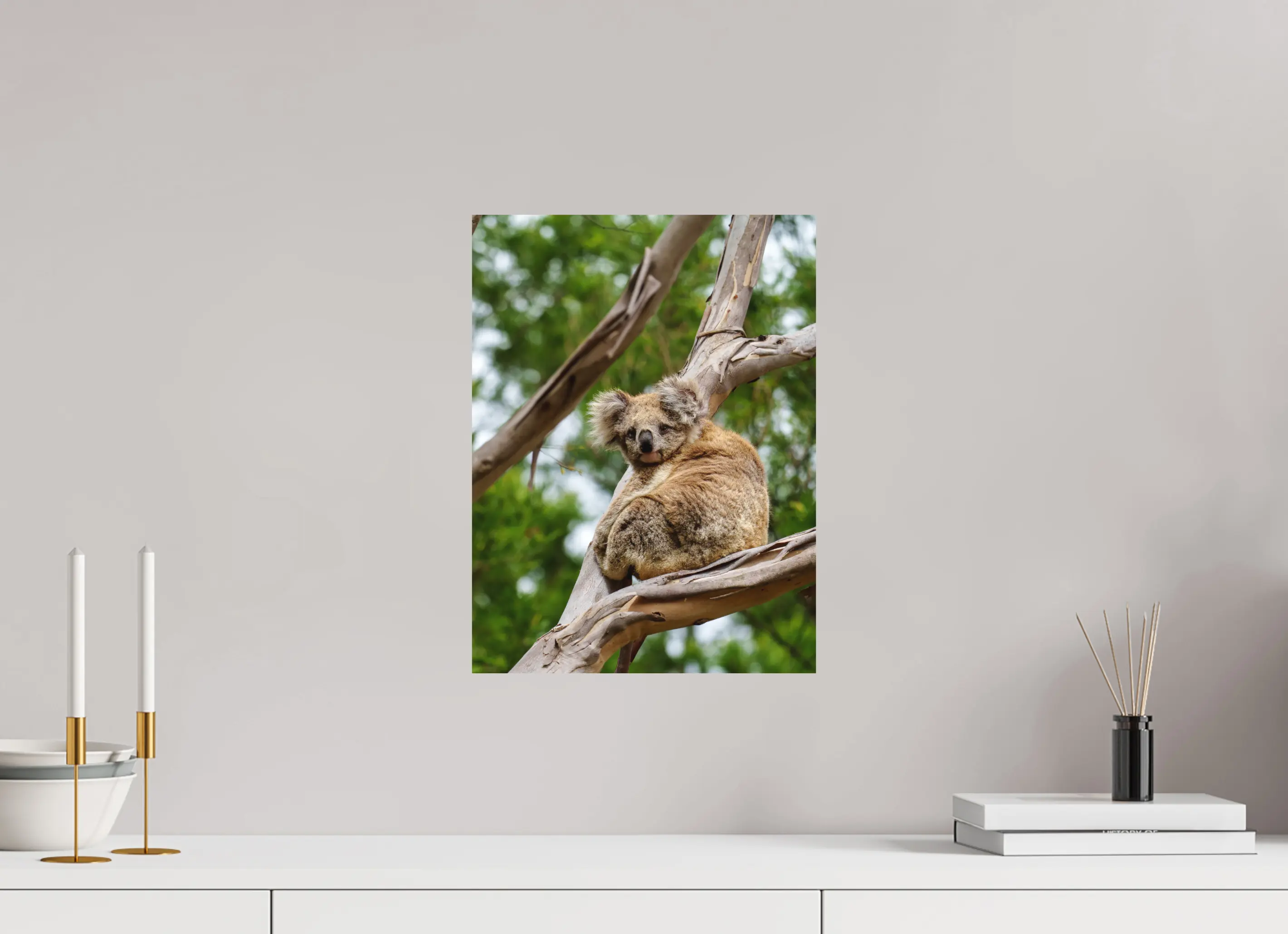 Fine art print “Gentle Dreamer” featuring a koala resting curled up in the branches of a eucalyptus tree, displayed on aluminium dibond in a modern living room setting.