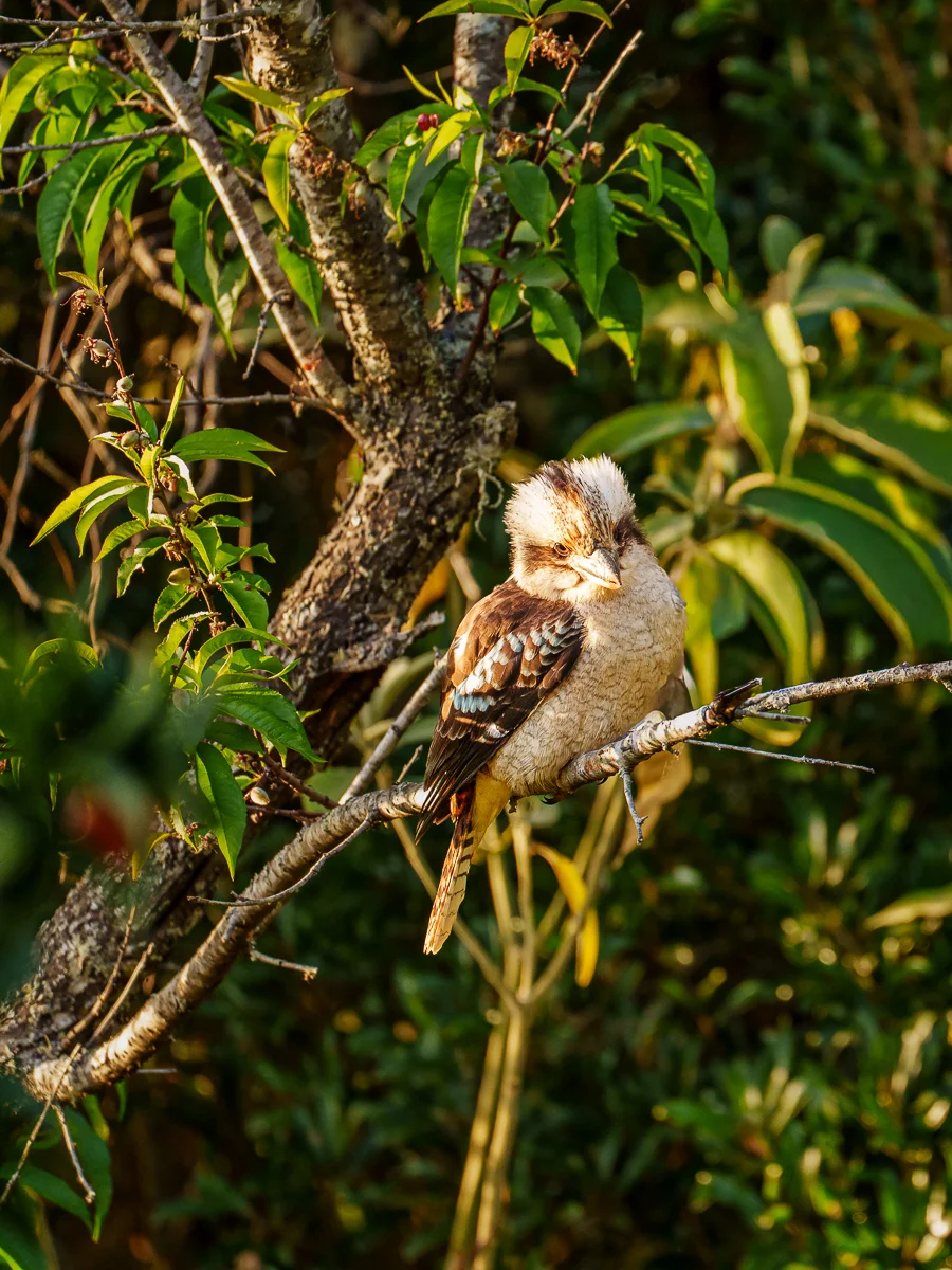 Laughing kookaburra perched on a tree branch surrounded by green foliage in warm afternoon light.