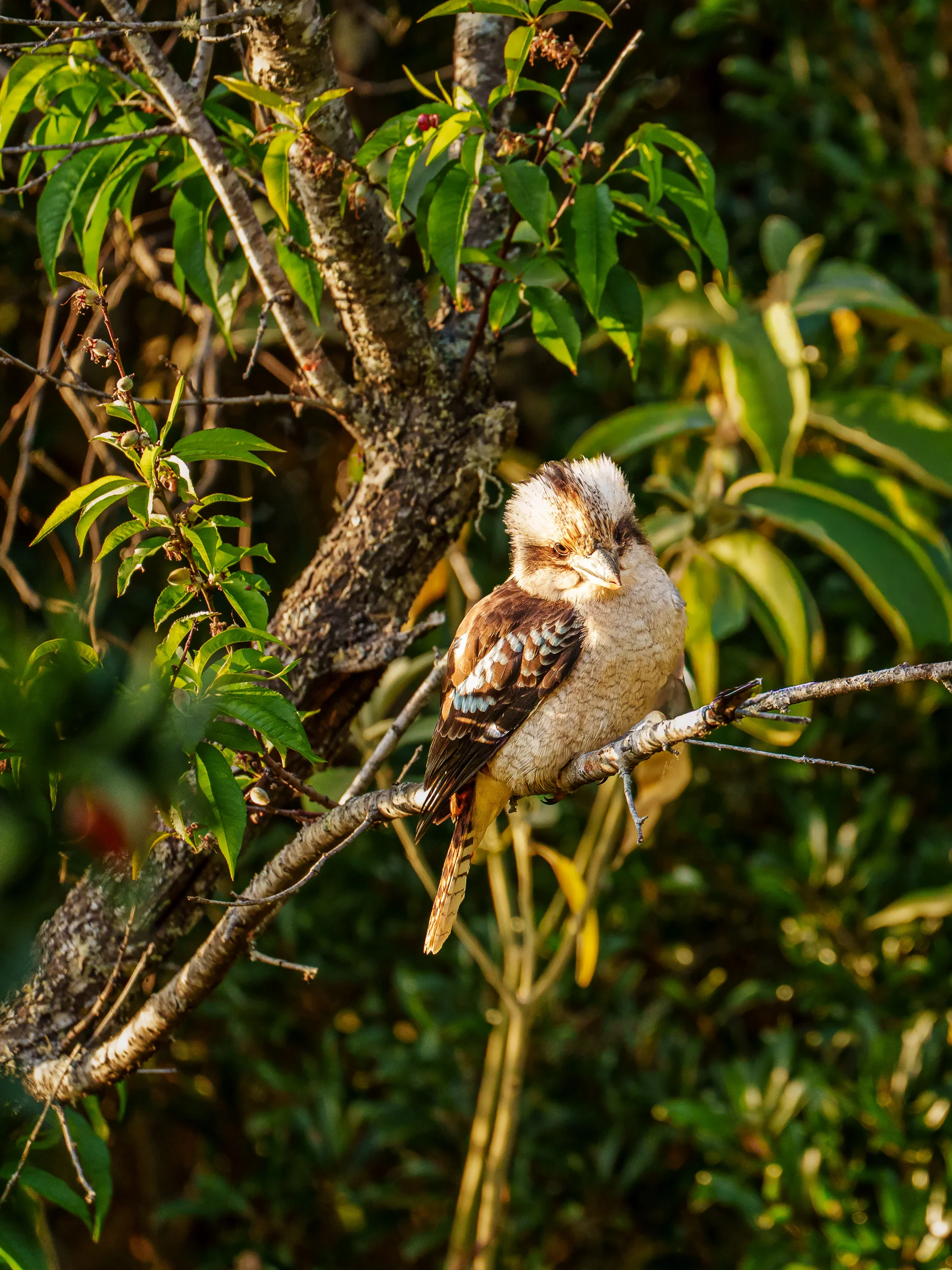 Laughing kookaburra perched on a tree branch surrounded by green foliage in warm afternoon light.