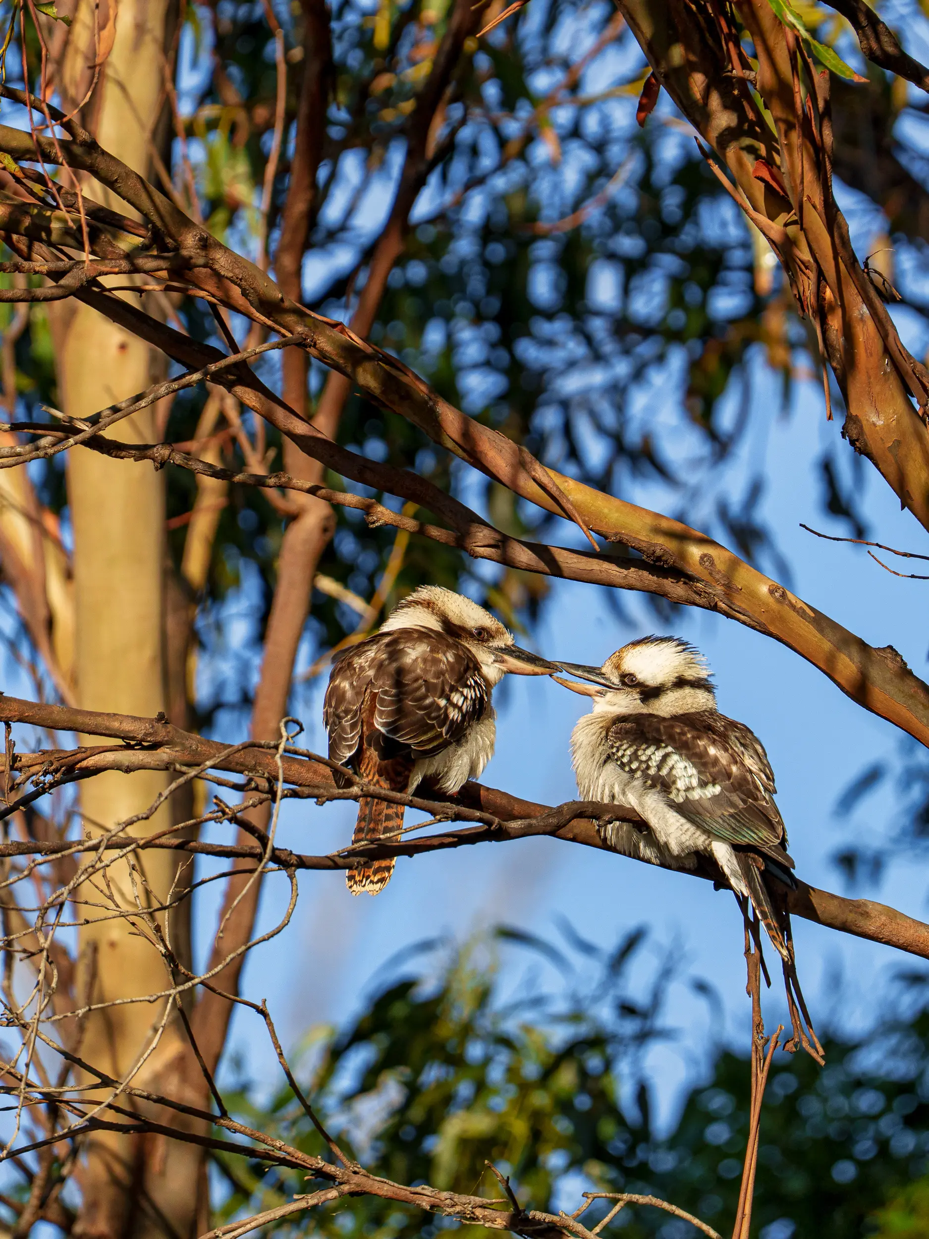 Two kookaburras perched closely together on a eucalyptus branch sharing a tender moment.