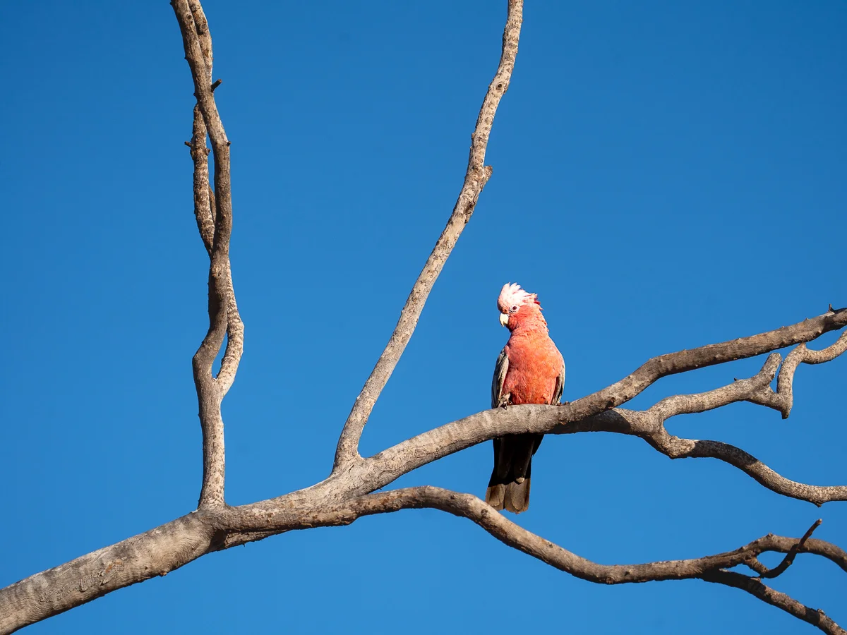 Galah perched on a bare tree branch under a clear blue Australian sky.