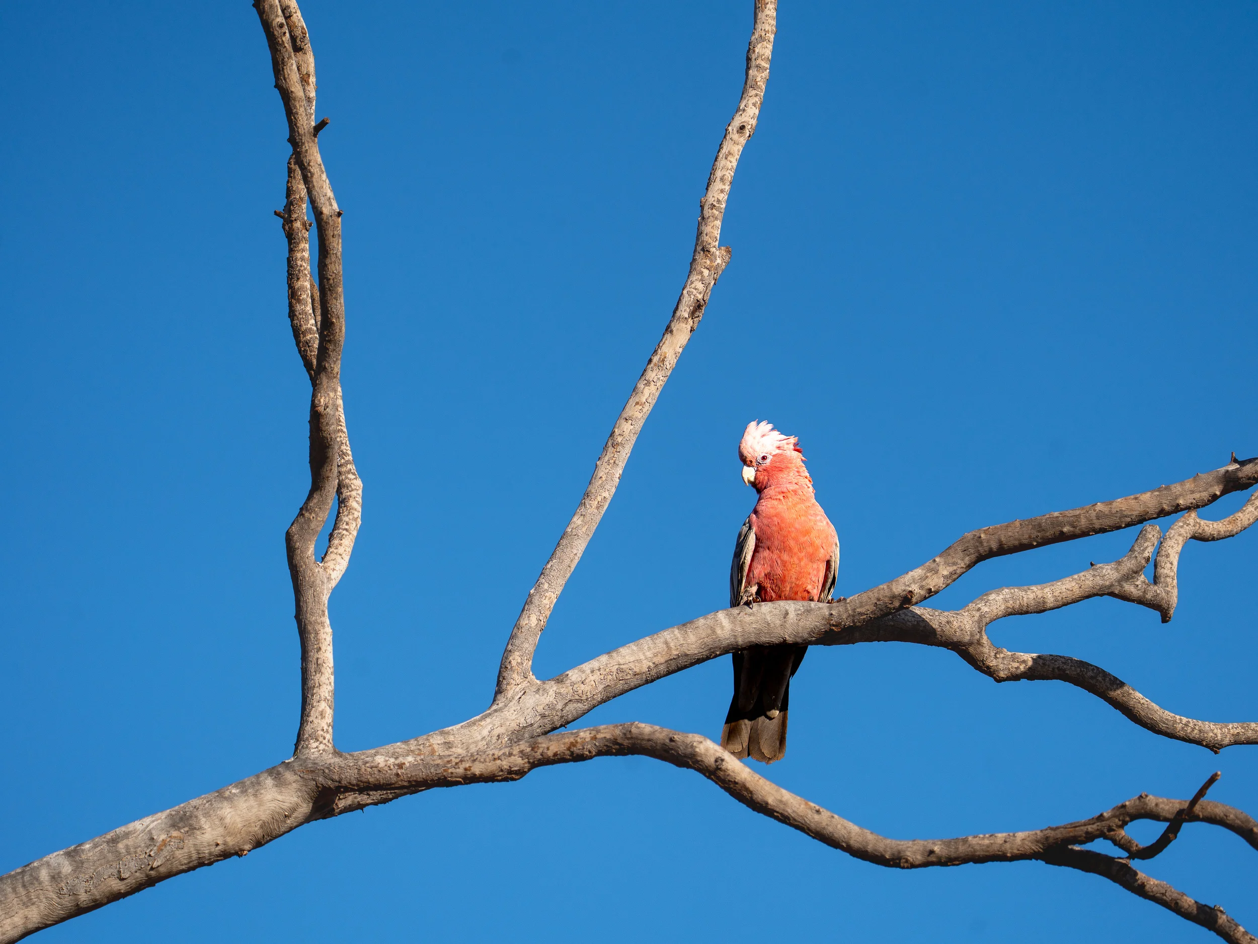 Galah perched on a bare tree branch under a clear blue Australian sky.