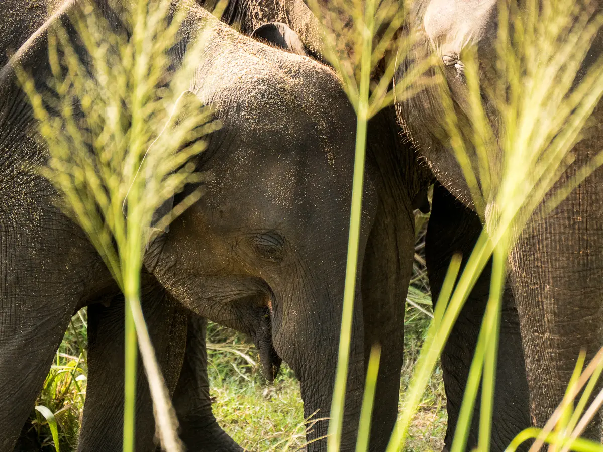Group of Asian elephants huddled closely together for protection in the tall grasslands of Sri Lanka.