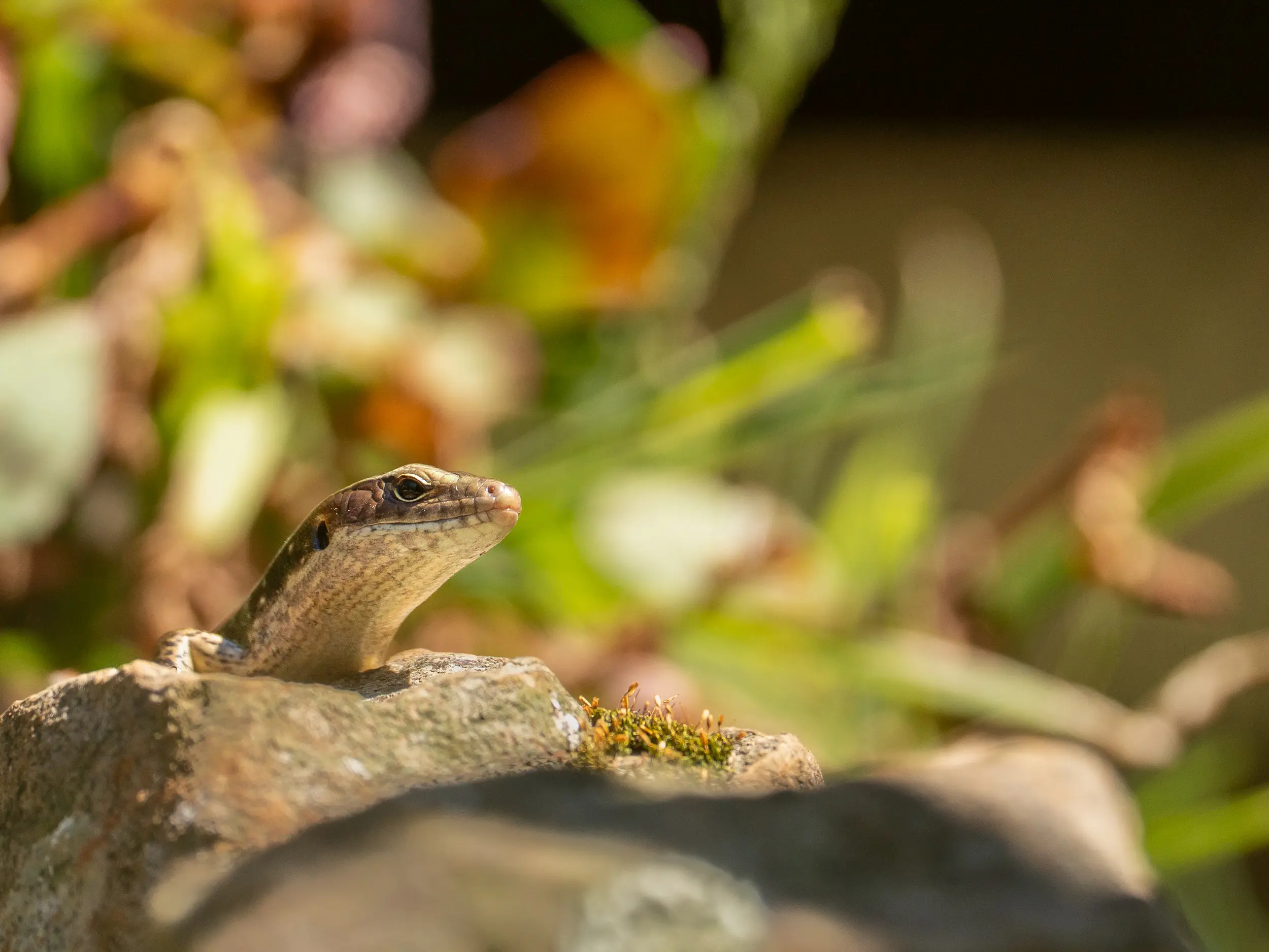 Lizard basking in the sunlight on a warm rock surrounded by soft blurred greenery.