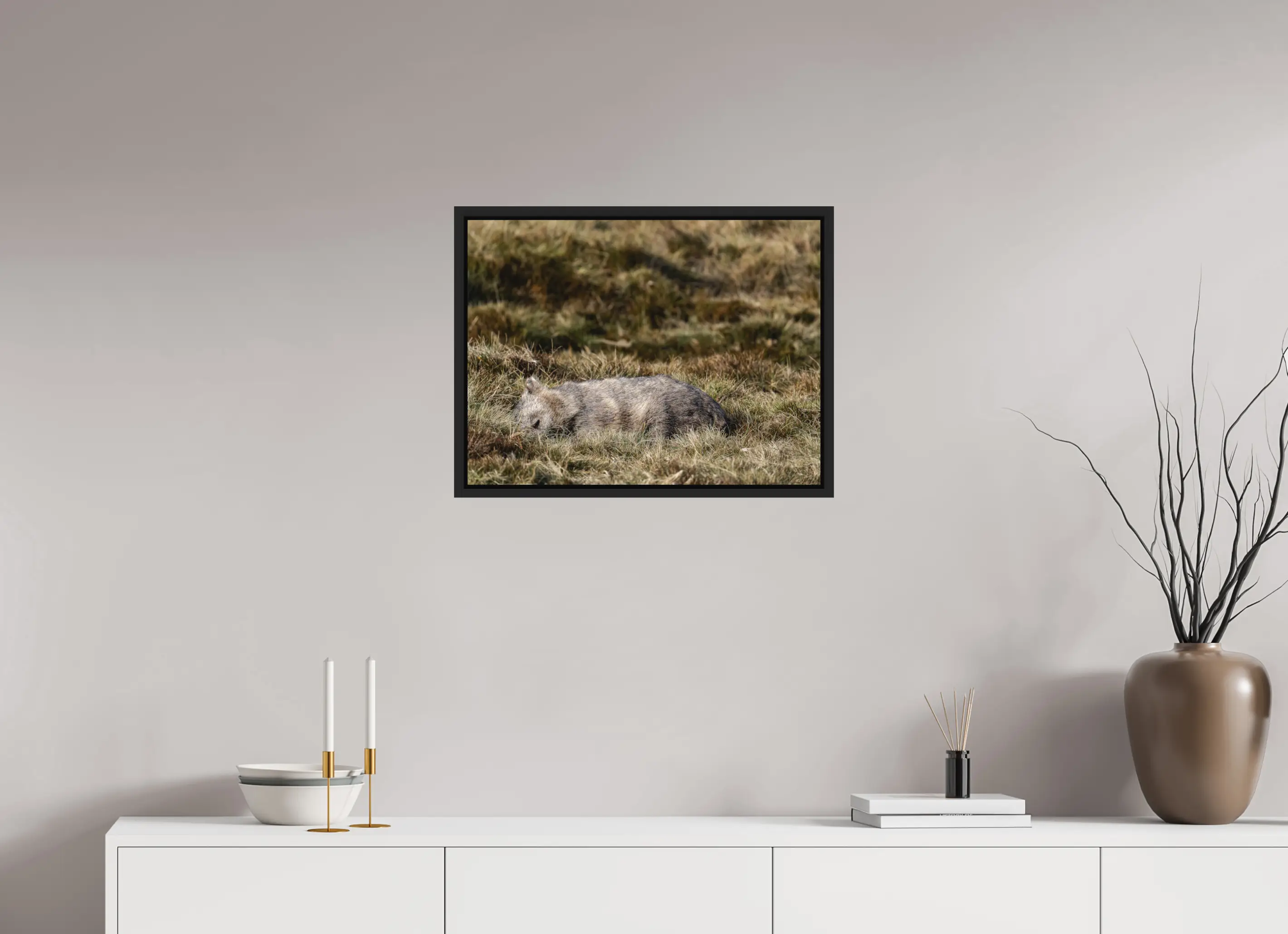 Fine art print “Resting Little Giant” featuring a wombat sleeping peacefully in dry alpine grasslands of Tasmania, displayed in a floater frame in a modern living room setting.