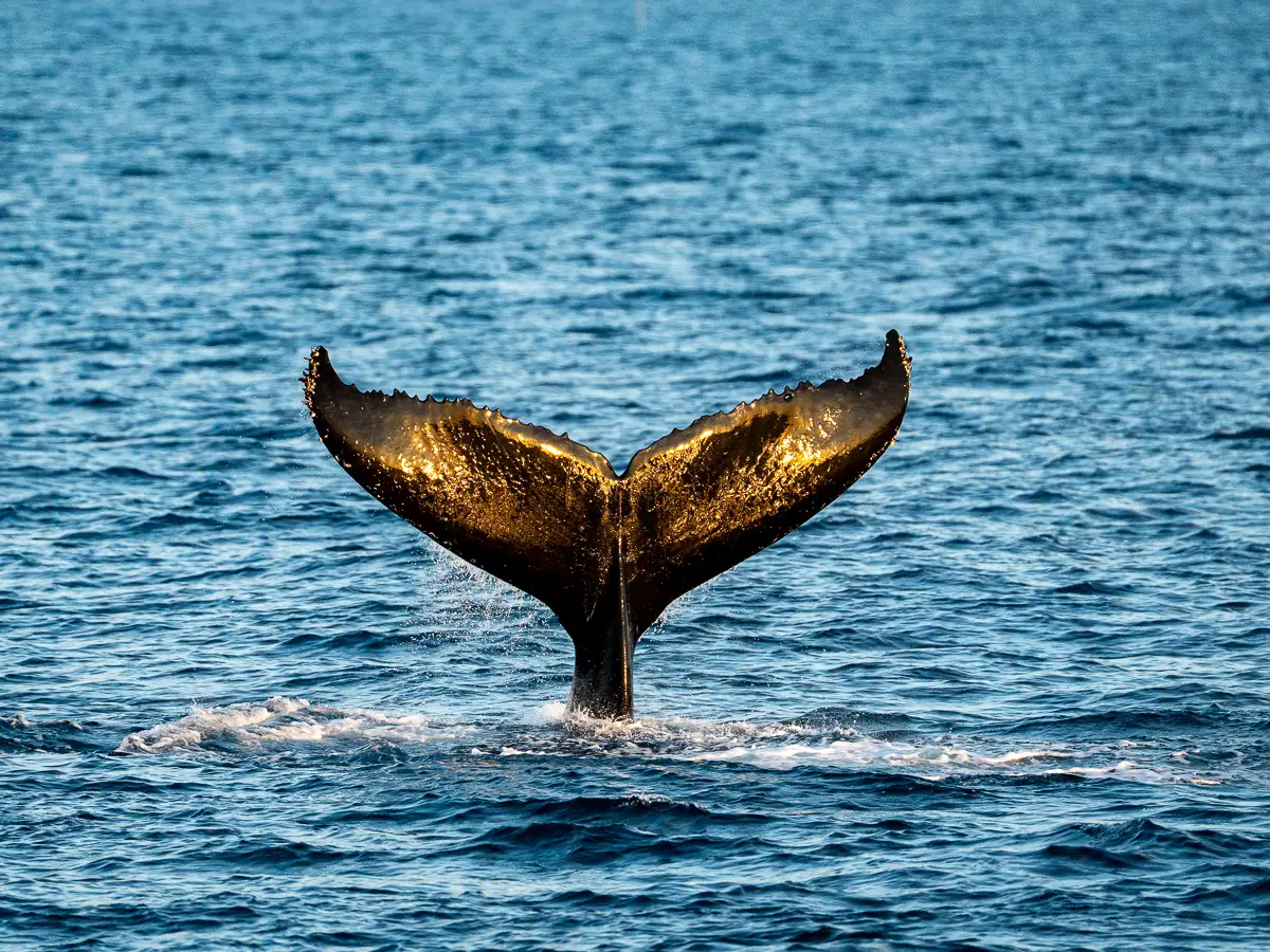 Humpback whale tail reflecting golden sunlight as it dives into the blue ocean off the coast of Australia.