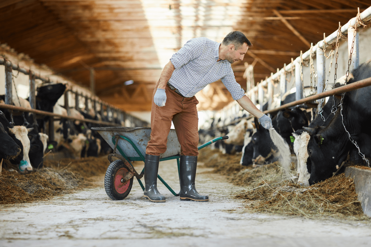 Farmer feeding cows inside a dairy barn, illustrating the challenges of I-9 compliance and employment verification in small agricultural businesses.