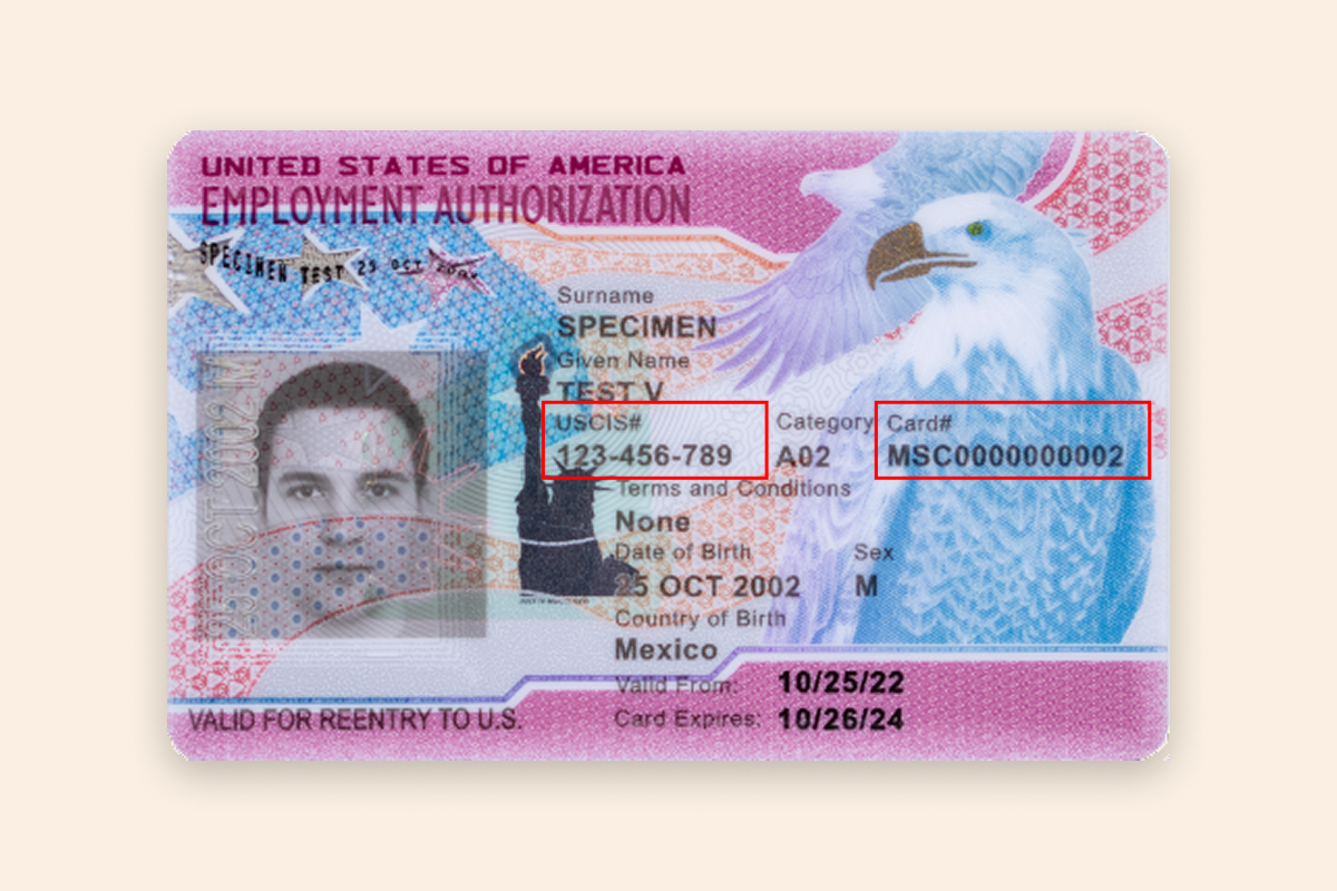 Annotated USCIS specimen of an Employment Authorization Document (Form I-766 / EAD card) showing the A-Number (USCIS#) and Card Number highlighted with red boxes on the front of the card.
