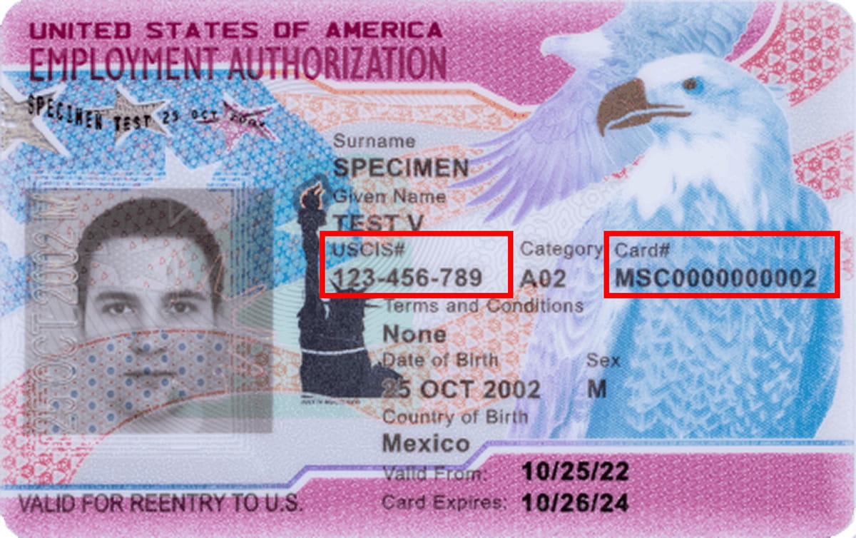 Front of an Employment Authorization Document (Form I-766 / EAD) with the A-Number (USCIS#) and Card Number both highlighted on the front of the card.