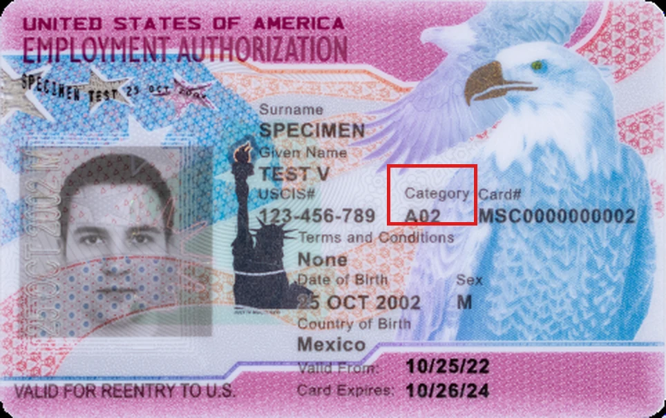 Front of a current Employment Authorization Document (Form I-766) USCIS specimen with the Category field highlighted in a red box, showing code A02 between the USCIS# and the Card#.