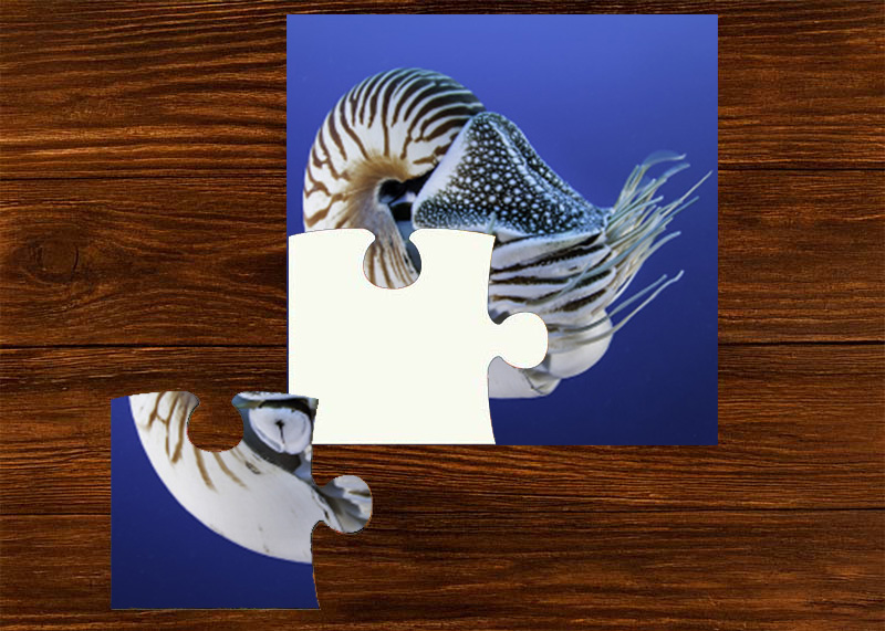 A screenshot of the puzzle feature of the Adventures with ELI app