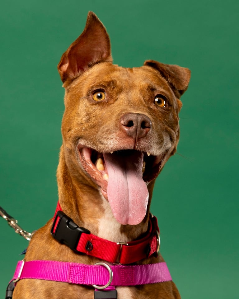 Brown dog with one ear up on clean green studio background