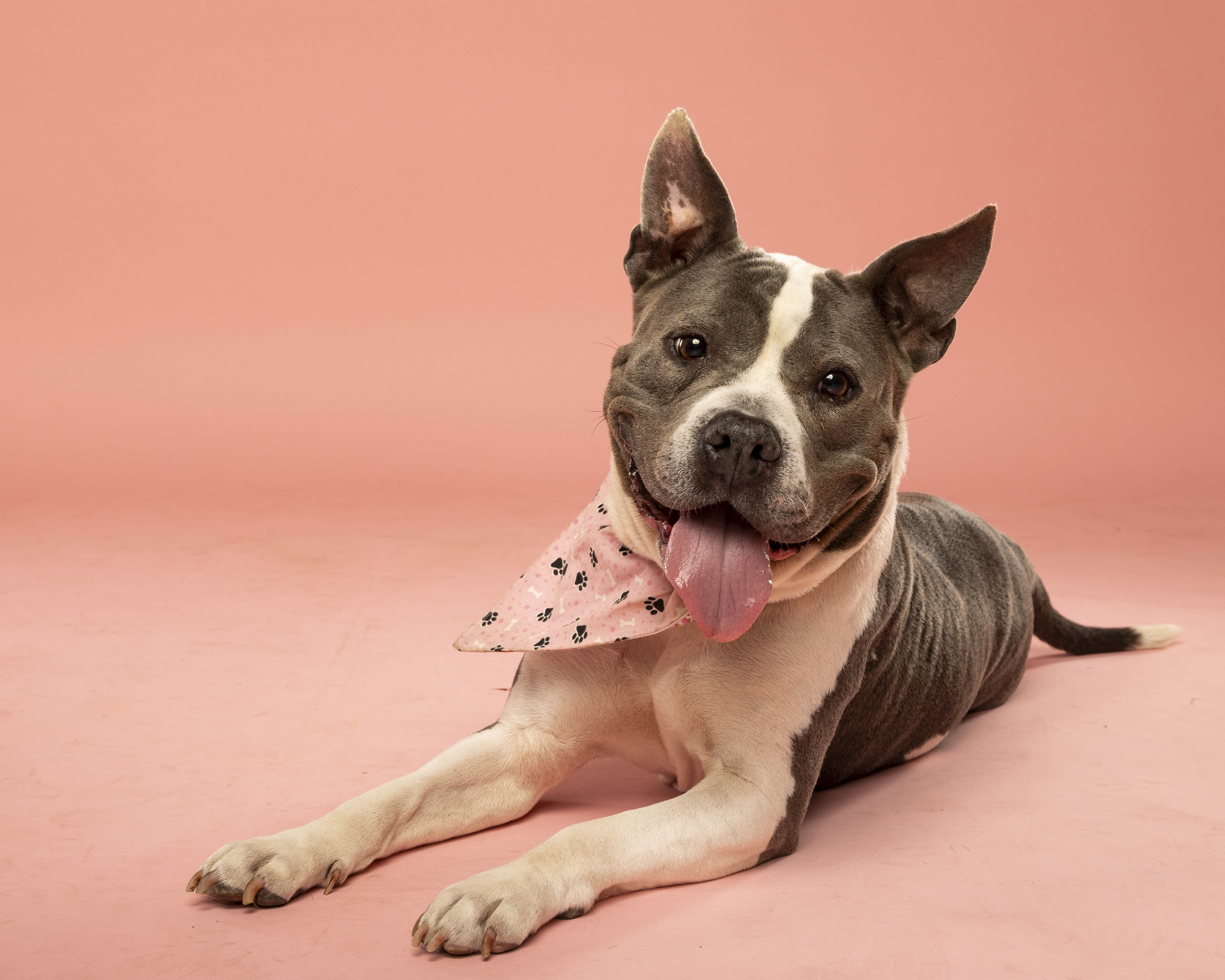 Beautiful dog laying down with her ears up posing on pink background