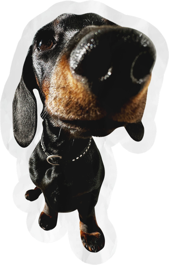 Close-up picture of a dog