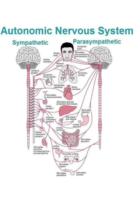 A diagram of the autonomic nervous system showing the sympathetic and parasympathetic 