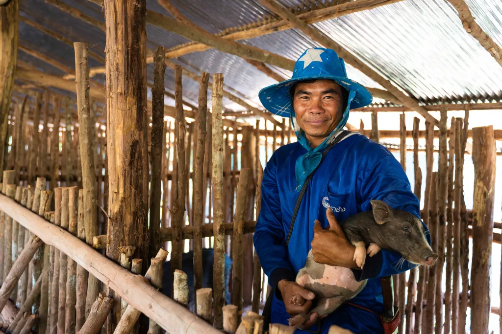 Bonde, Gris, Thailand, Nord-Thailand, UYT