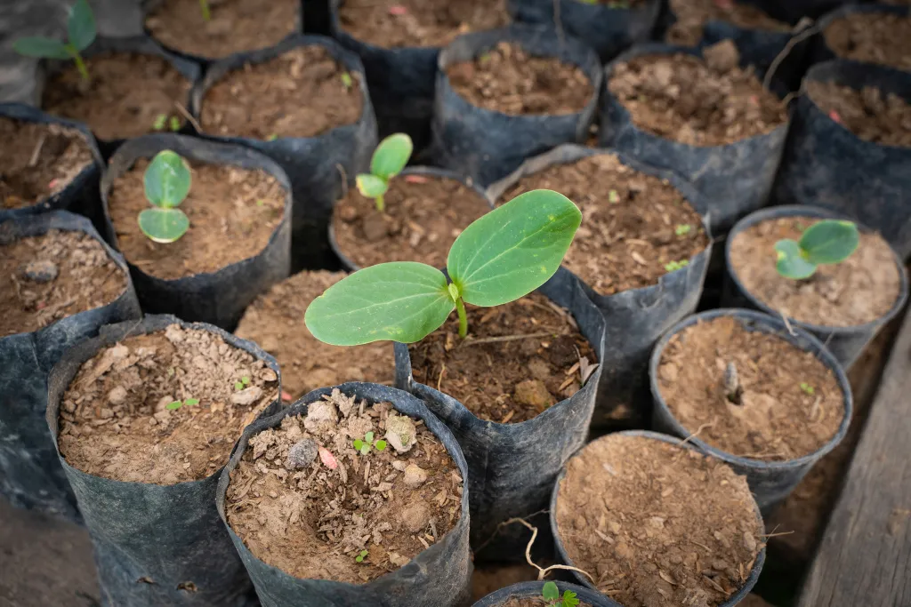 Så, Thailand, Diakoni