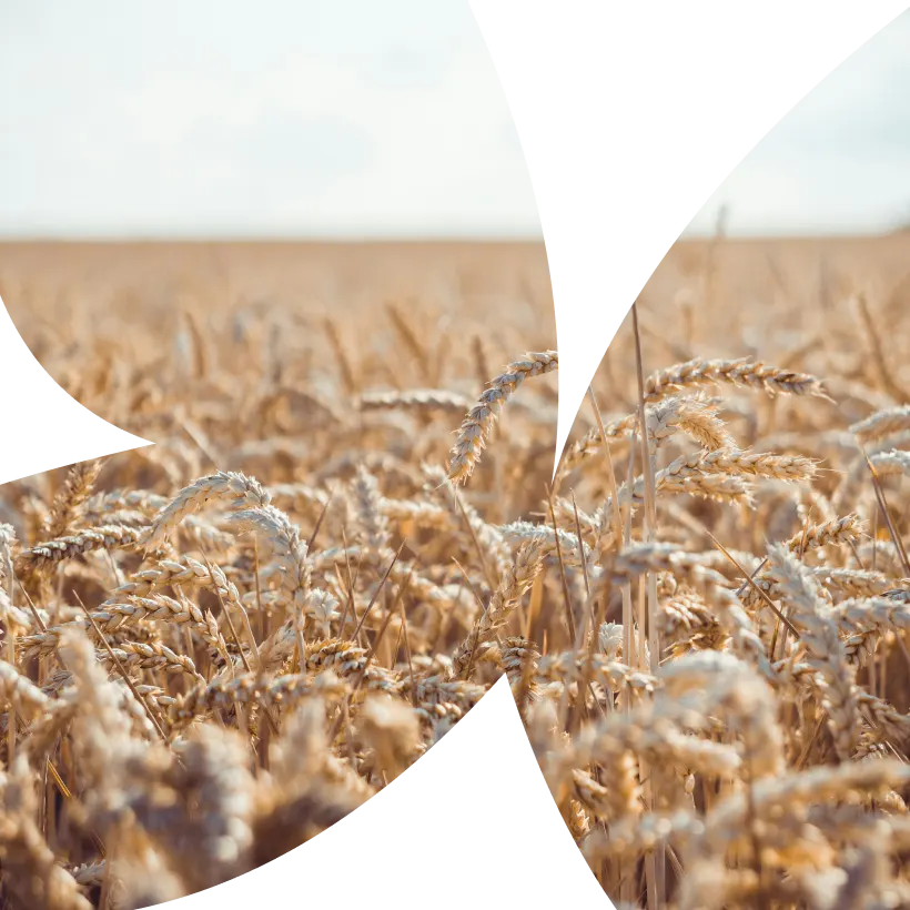 Agro-alimentaire