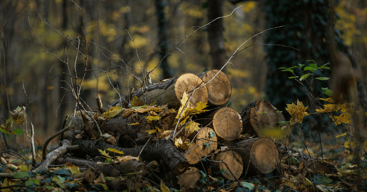 bois de chauffage pour four à pizza cuisson au feu de bois pizzaiolo