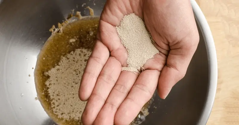 levure pizza inactive levure seche probleme fermentation pate pizza levure boulanger