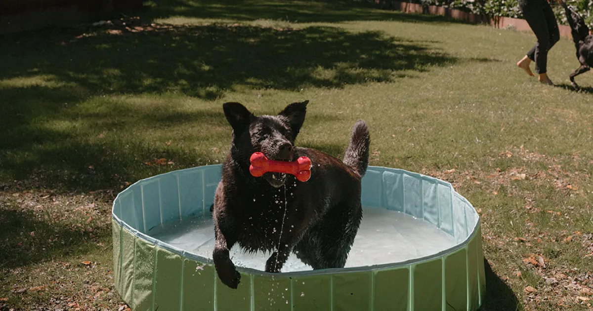 Zutabiok, residencias para mascotas en Ezkio-Itsaso