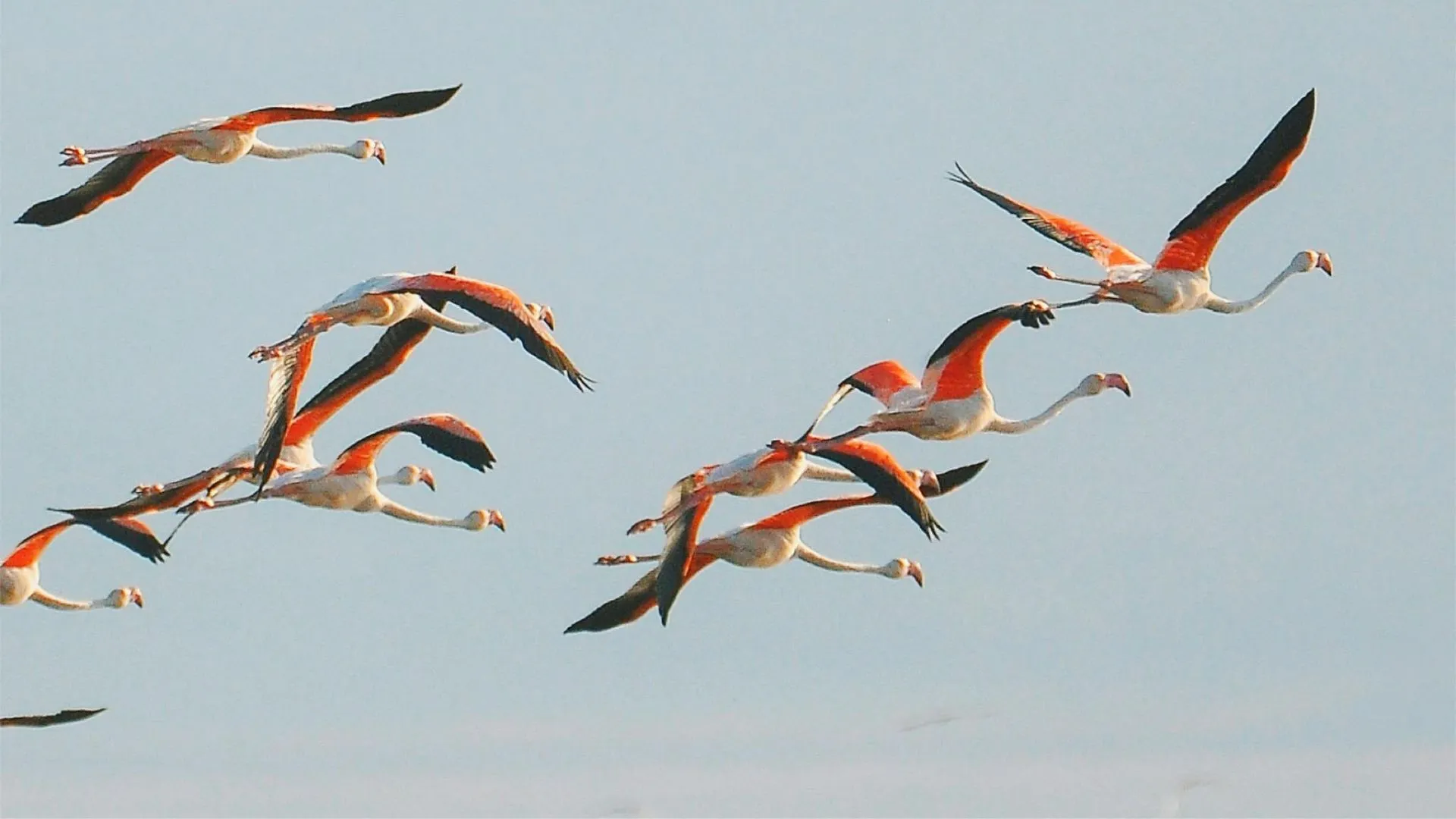 Un groupe de flamants roses volant dans un ciel clair.