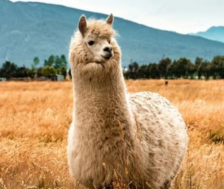 Un Alpaga en Aveyron