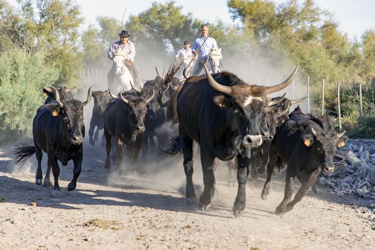 visiter-la-camargue-eleveurs-de-taureaux