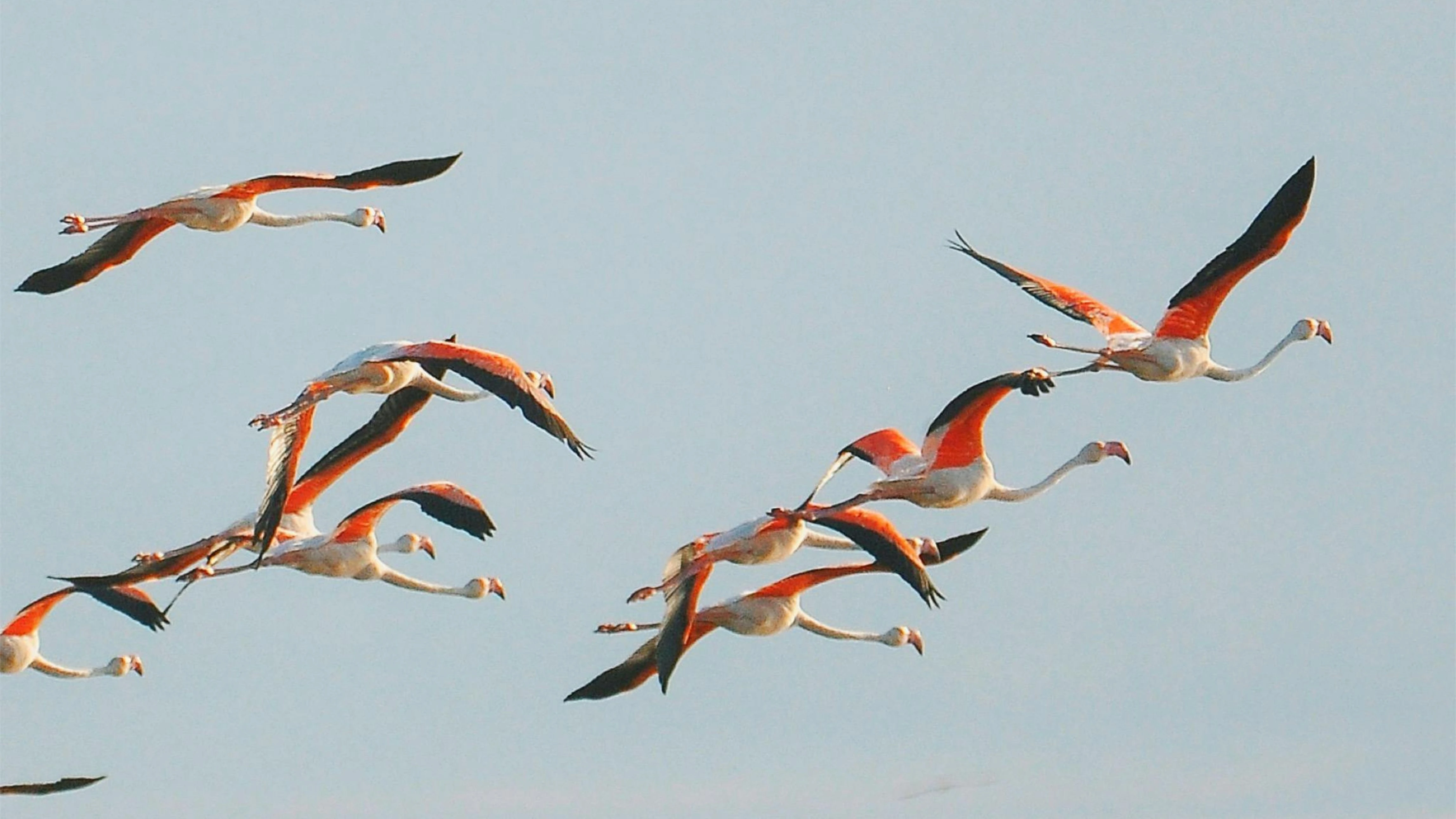 séjour-camargue-chevaux-france