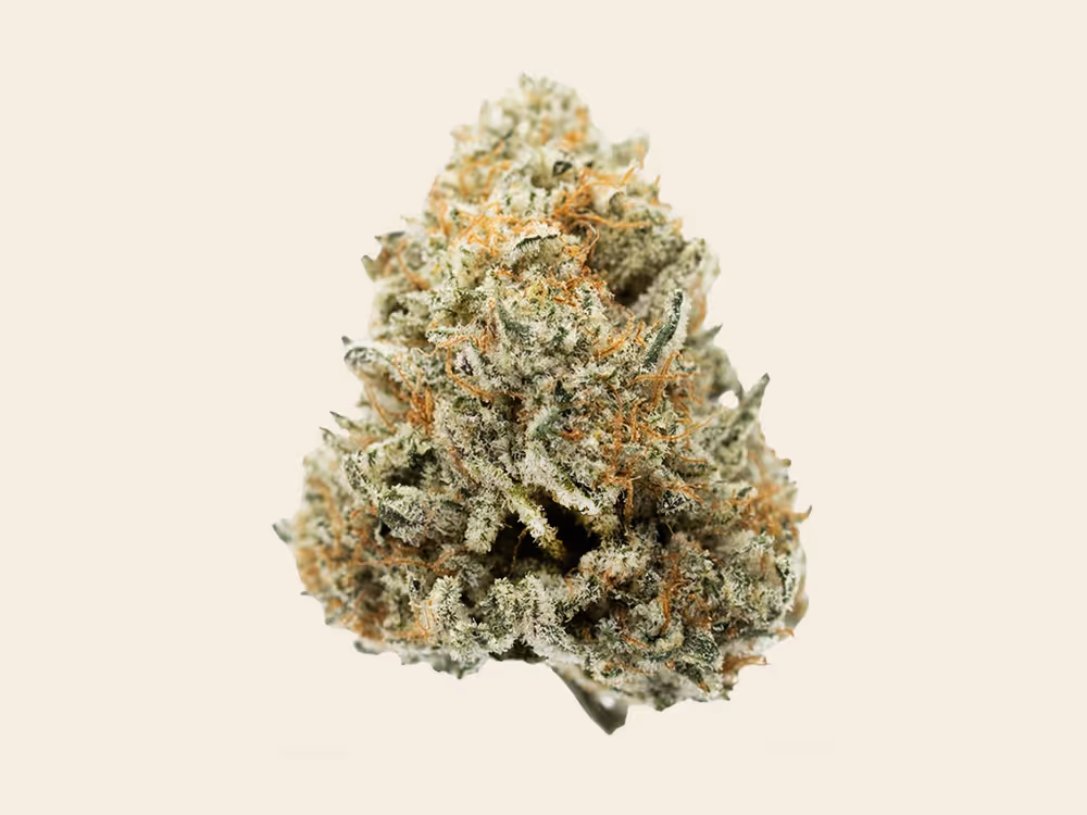 Close-up of a dense cannabis bud with orange hairs and frosty trichomes on a light background.