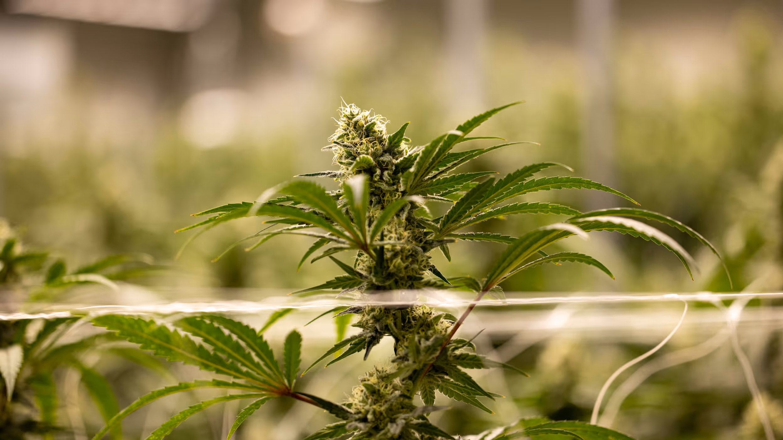 Close-up of a flowering cannabis plant with green leaves and dense buds in a growing facility.