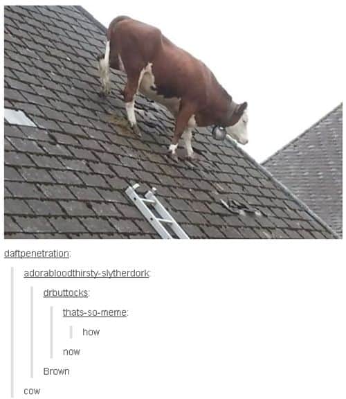 a cow on a roof ladder safety meme