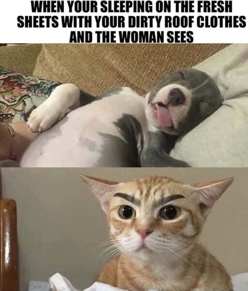 A dog sleeping and an angry cat roofing meme