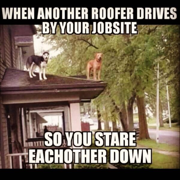 funny roofing meme of dogs standing on shingles