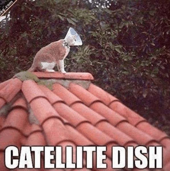 a cat with a cone sitting on the rooftop