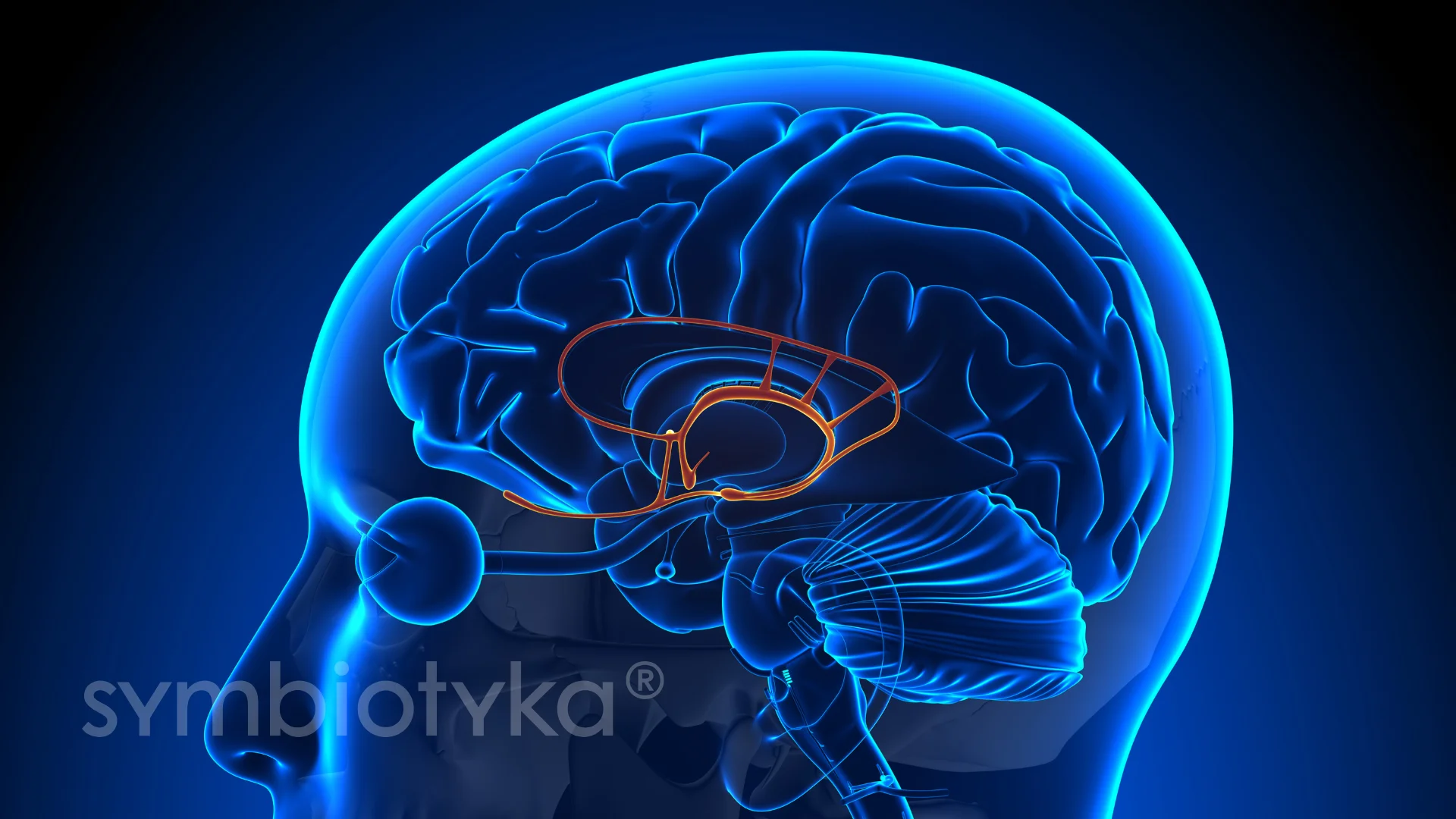 Гіперсекреція мелатоніну