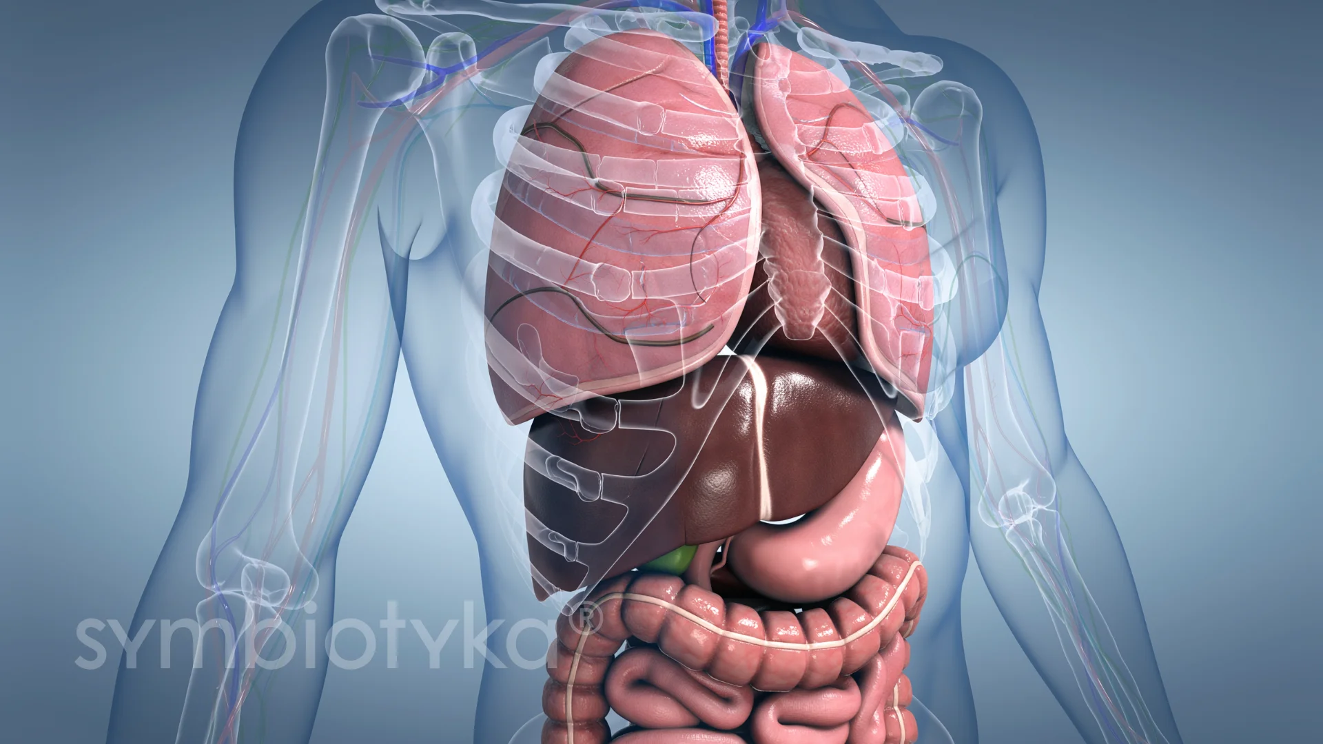 УЗД++ внутрішніх органів