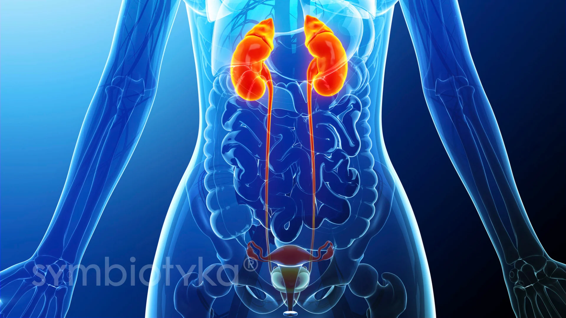 УЗД++ сечовидільної системи у жінок