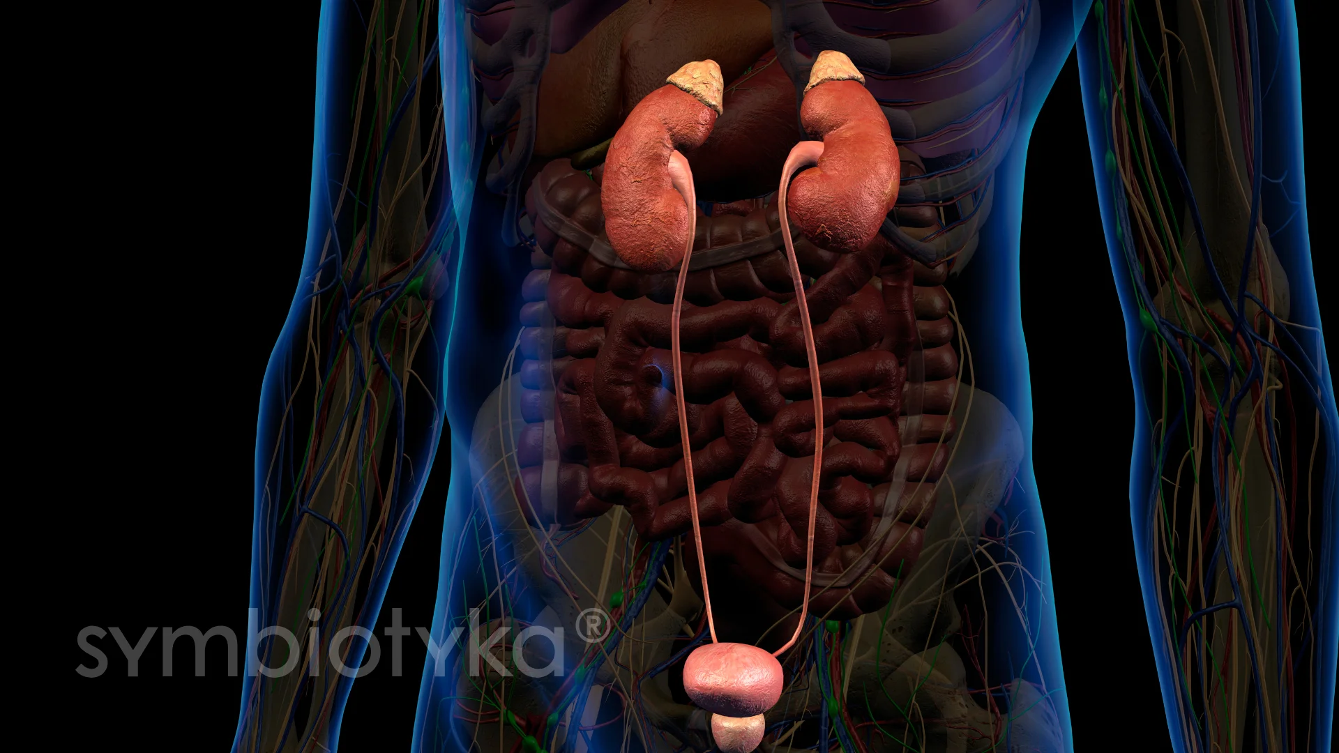 УЗД++ сечовидільної системи у чоловіків