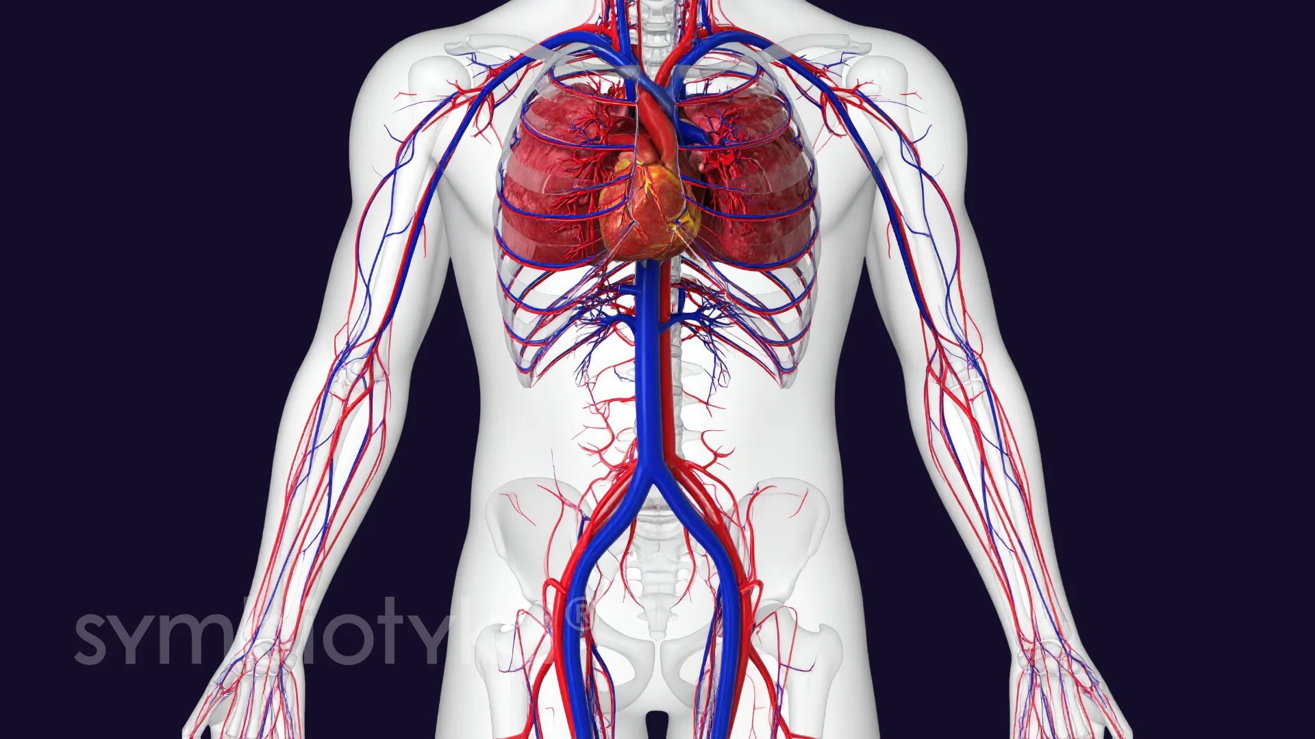 УЗД судин верхніх кінцівок