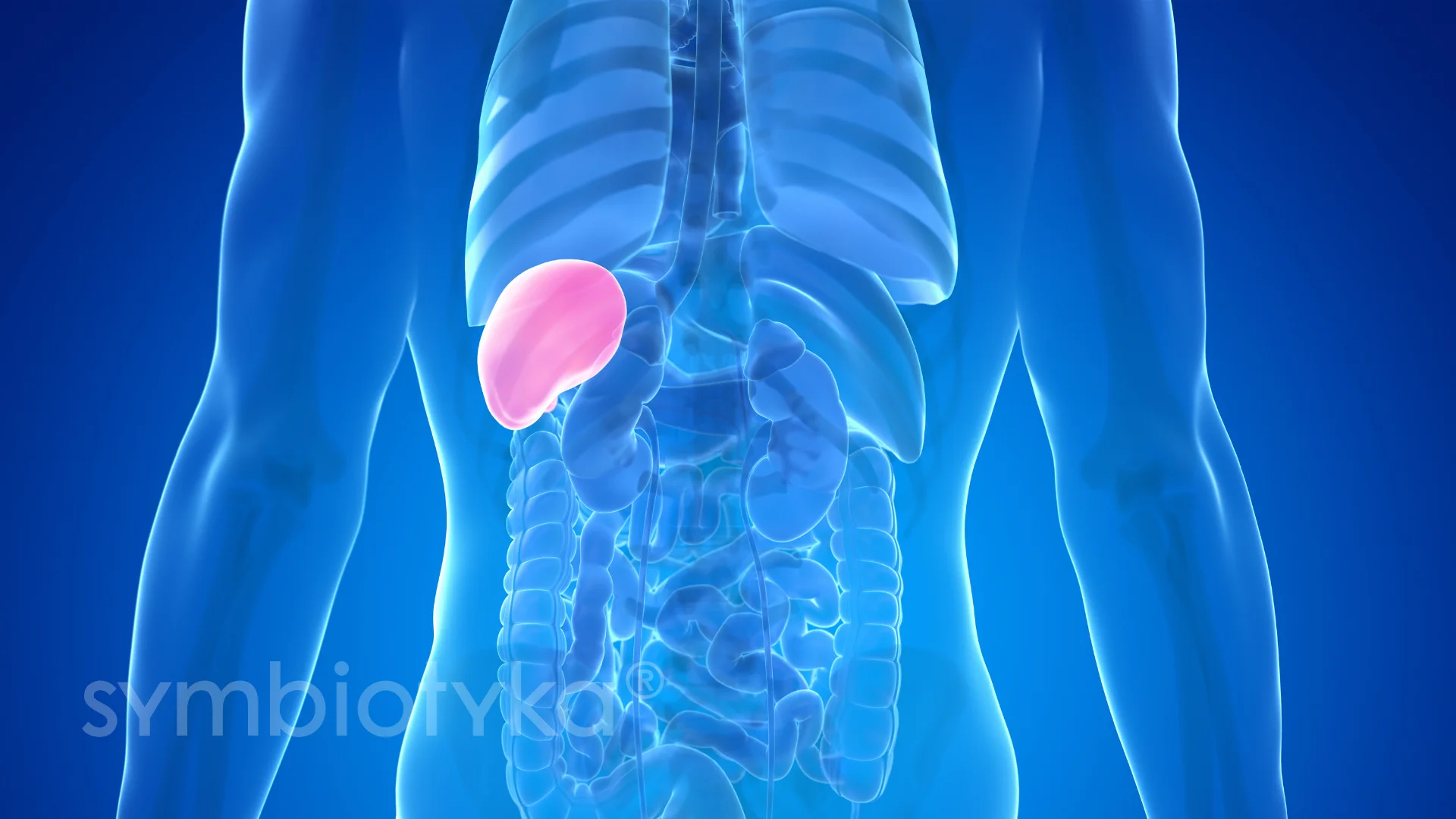 УЗД селезінки