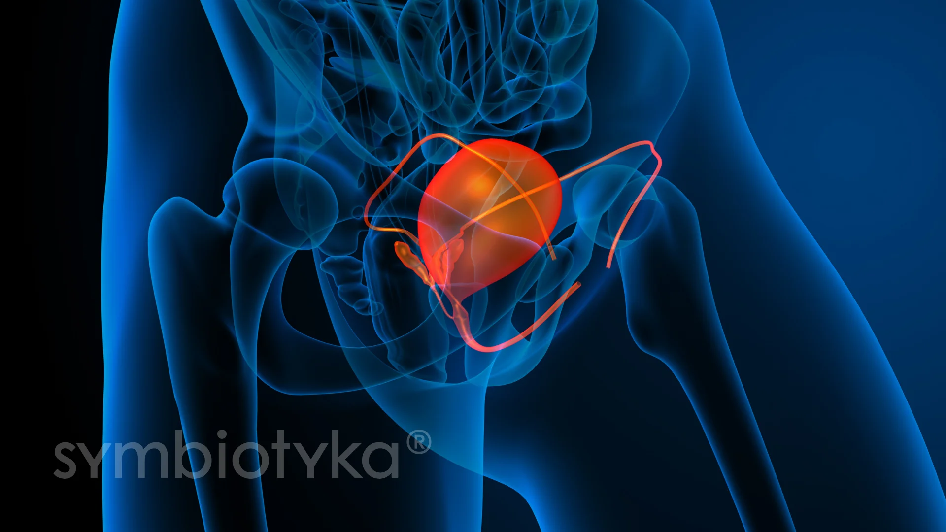 УЗД сечового міхура та сечоводів