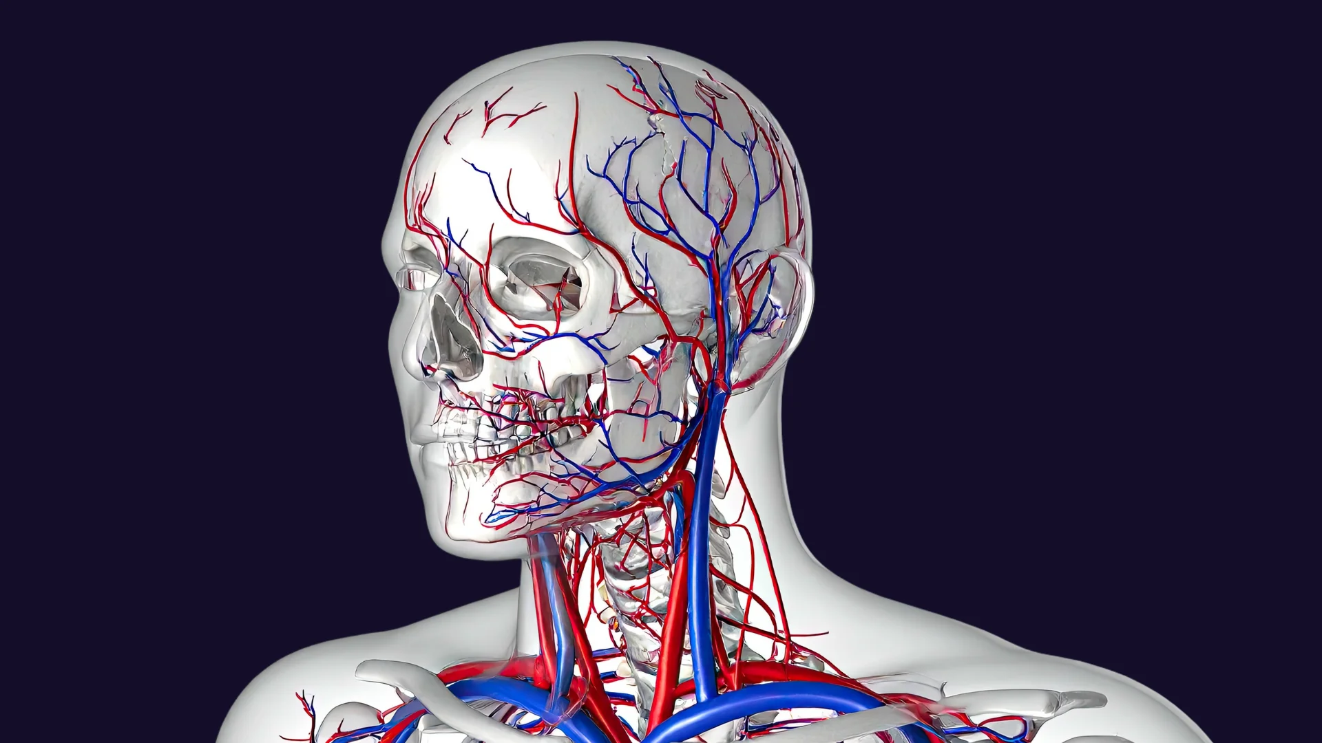 УЗД судин голови та шиї