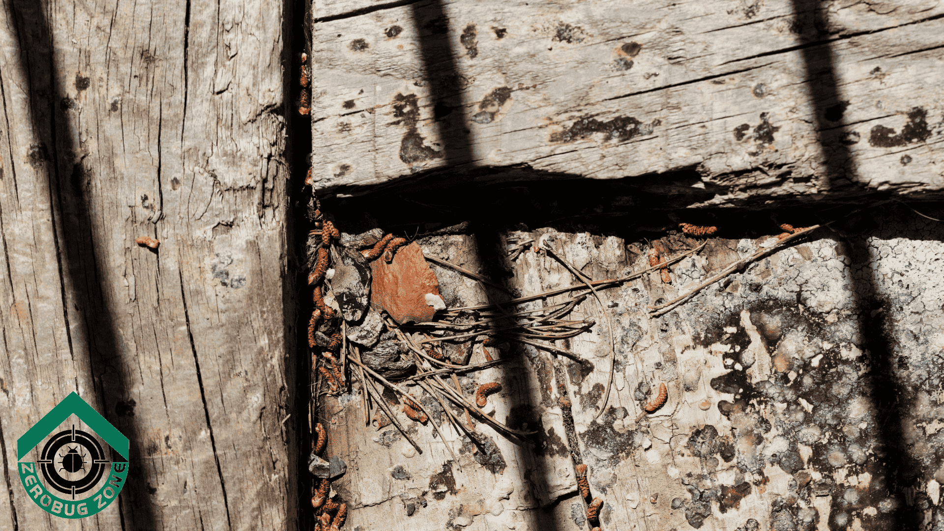 rodents and pest control