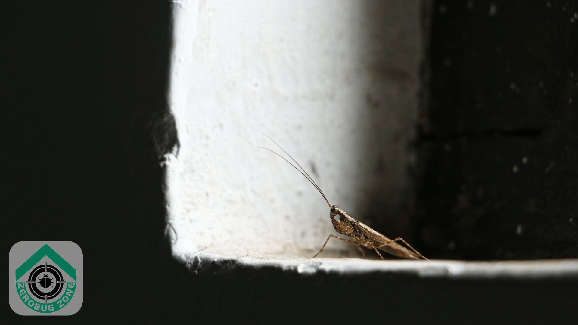 Top 7 Places Pests Hide That You’re Probably Missing