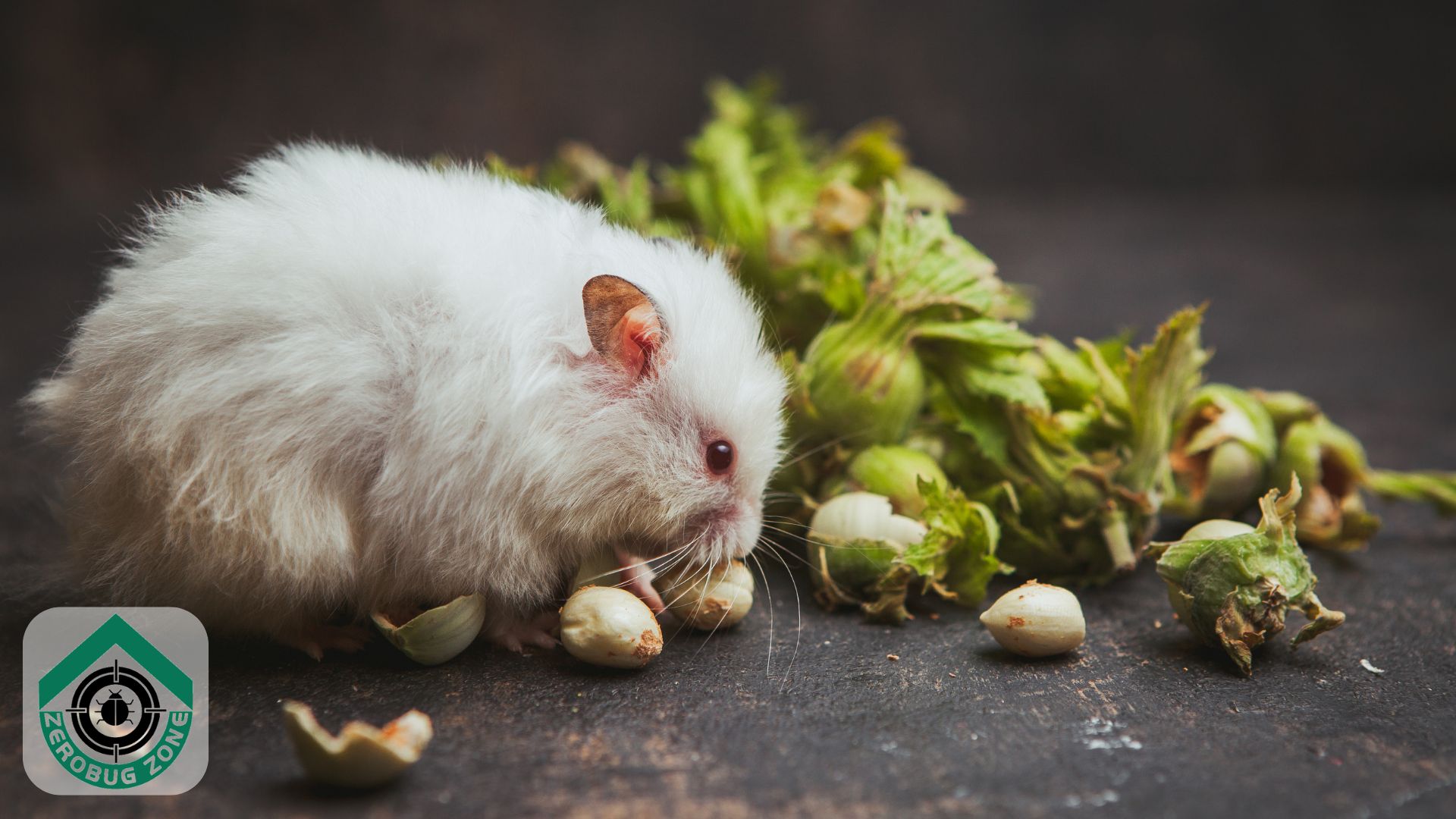 How Moisture Attracts Rodents in Winter