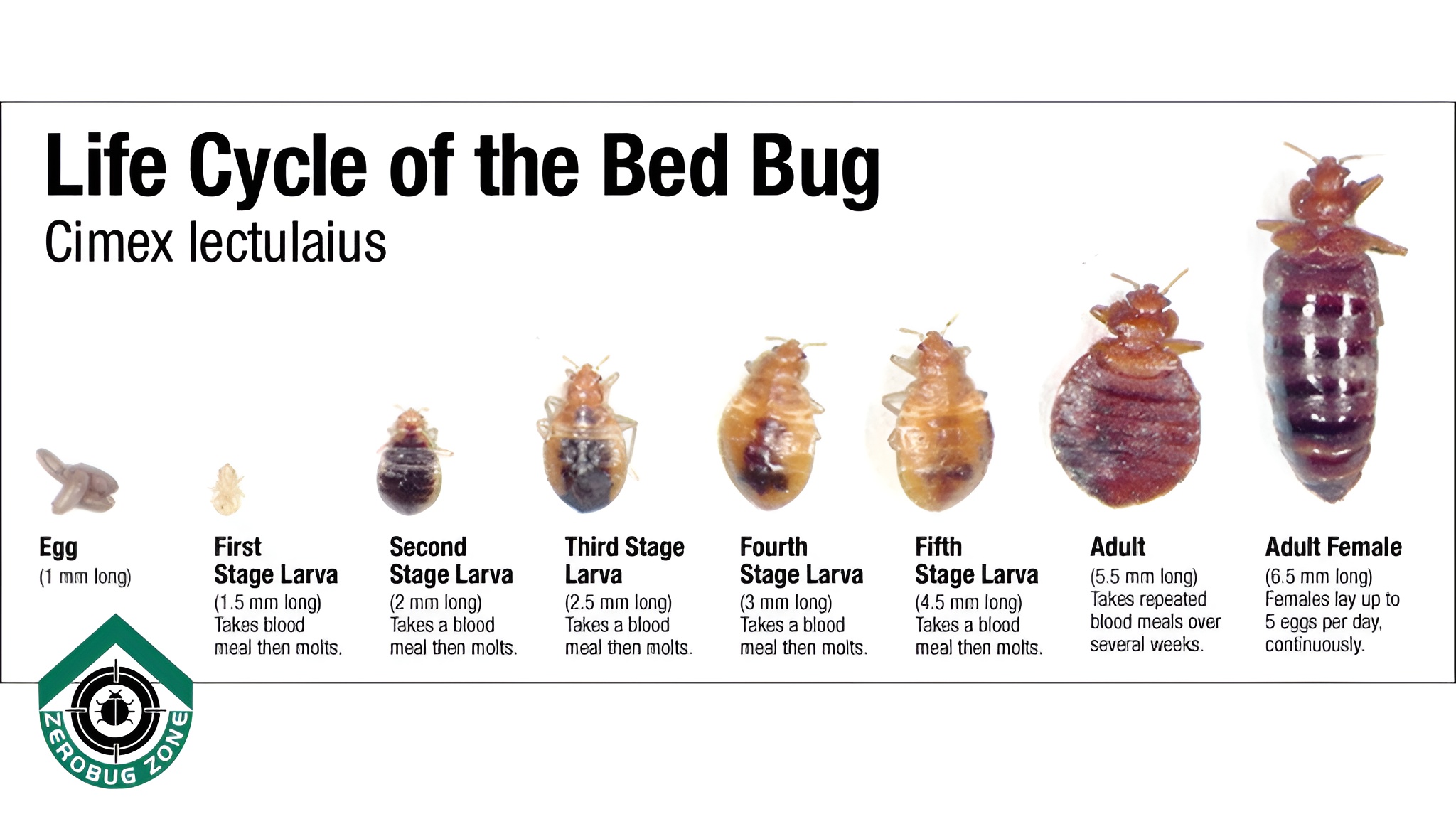 What Bed Bugs Actually Look Like